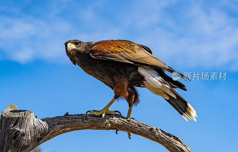 哈里斯鹰(Parabuteo unicinctus)，也被称为湾翼鹰、黑鹰和狼鹰。从美国西南部繁殖到智利、阿根廷中部和巴西的猛禽。索诺兰沙漠，亚利桑那州。